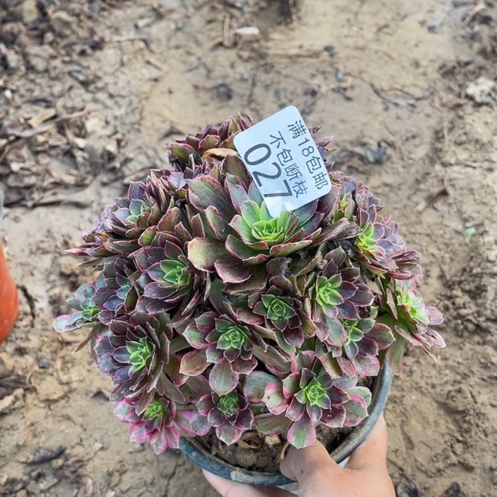 027安娜手捧1号棚北