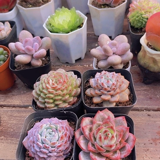 如图4盆11111111111111