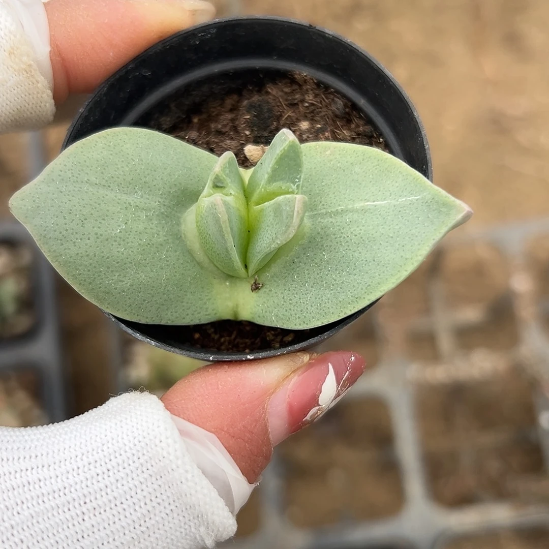 多肉植物翔凤单头