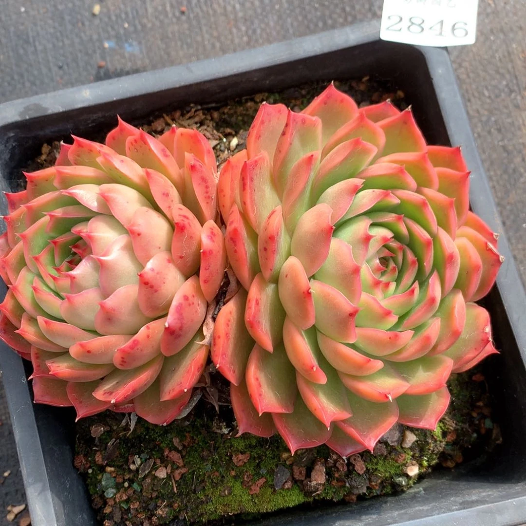 张*然2846杂交多肉植物