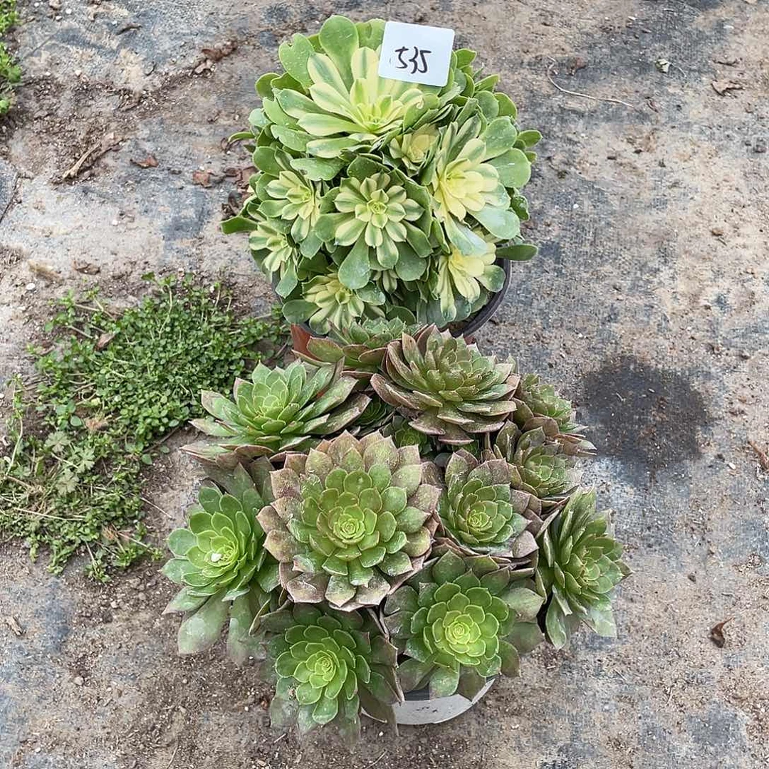 535法师植物组合