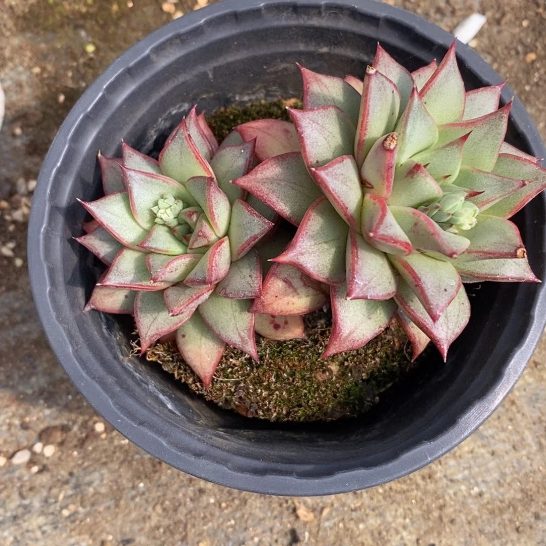 一物一拍精品多肉满38包邮_55