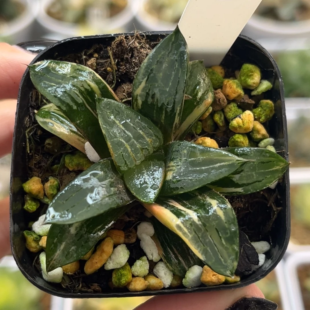 5冰河寿锦福利专场