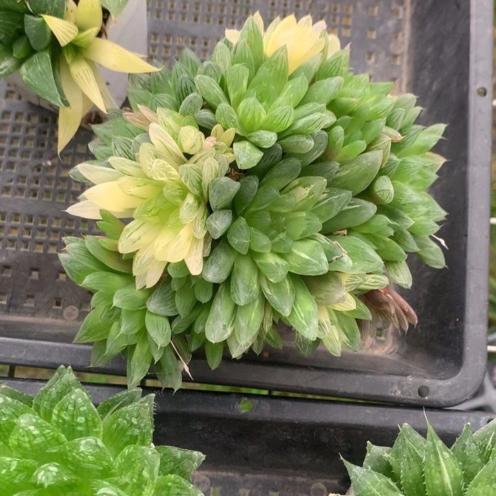 皮*花火玉露锦一物一拍