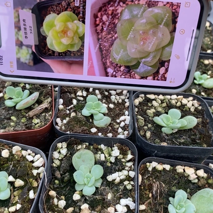 标709甜心322一个量