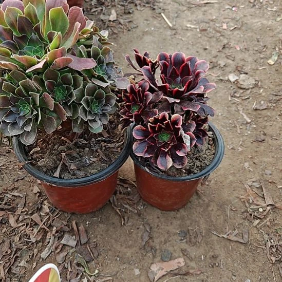 两颗法师加急发货9