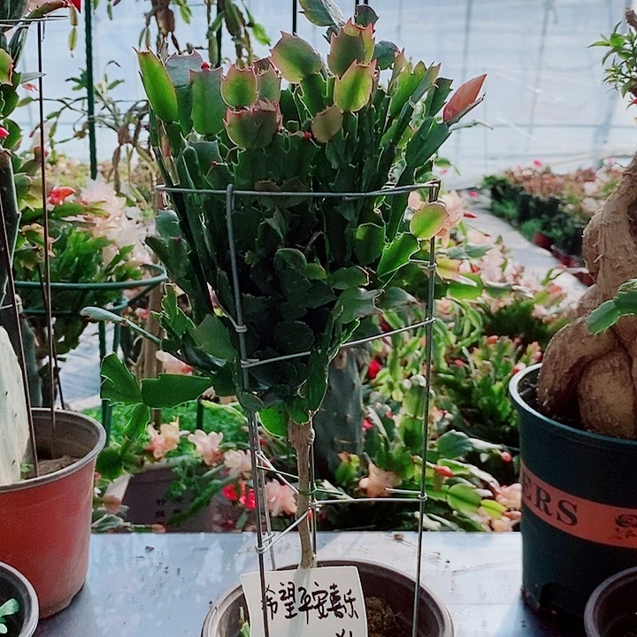 希***乐无花朵叶仙嫁接一物一拍