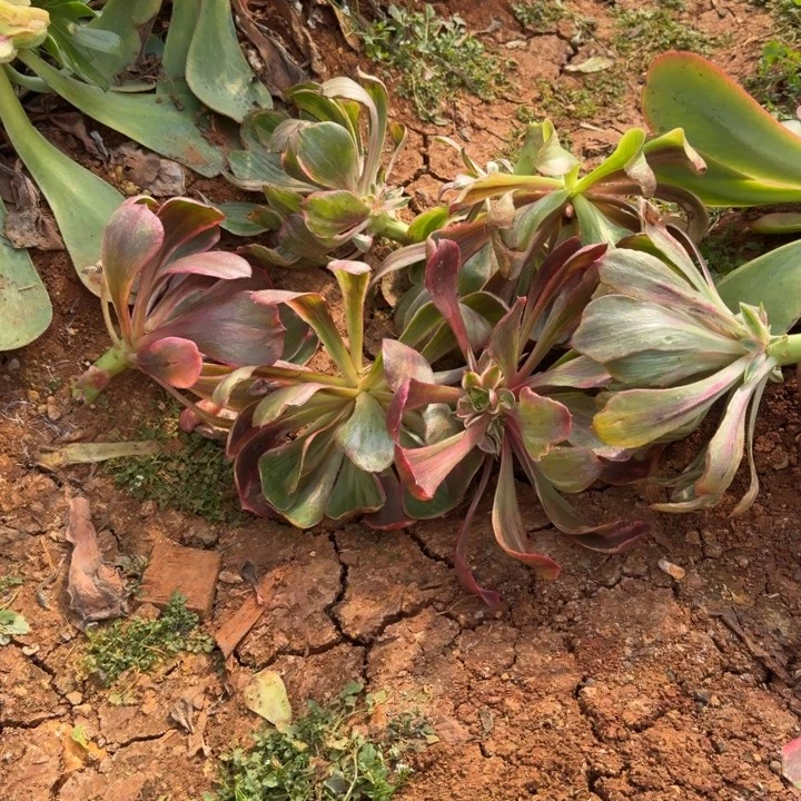 恶魔之眼底座啊啊啊