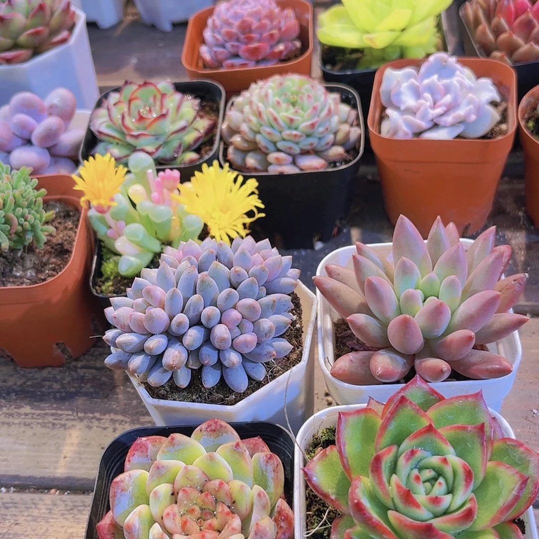 蓝舍香水➕红蜻蜓➕吉赛尔➕葡萄珍妮