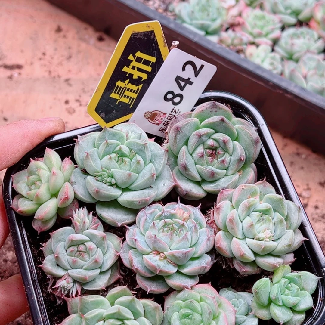多肉植物多肉植物