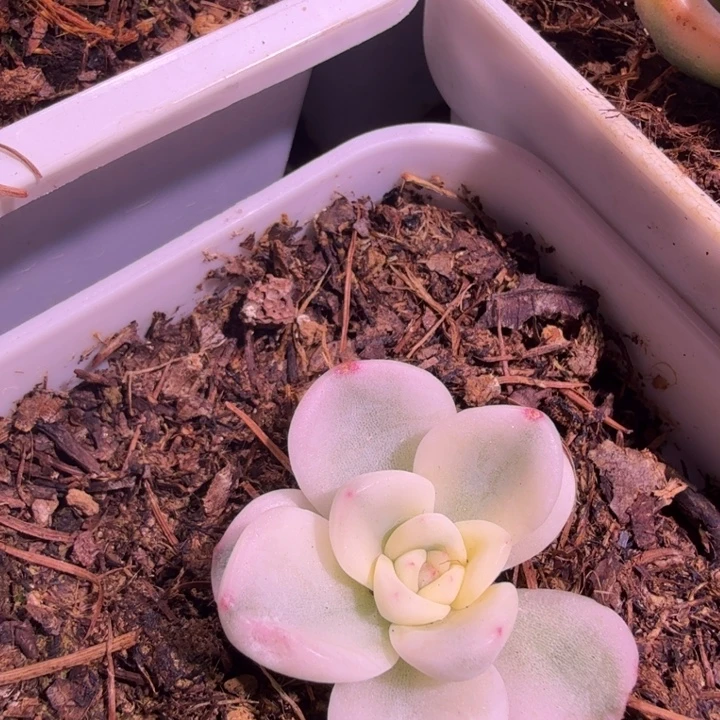 晨昏锦多肉植物一物一拍