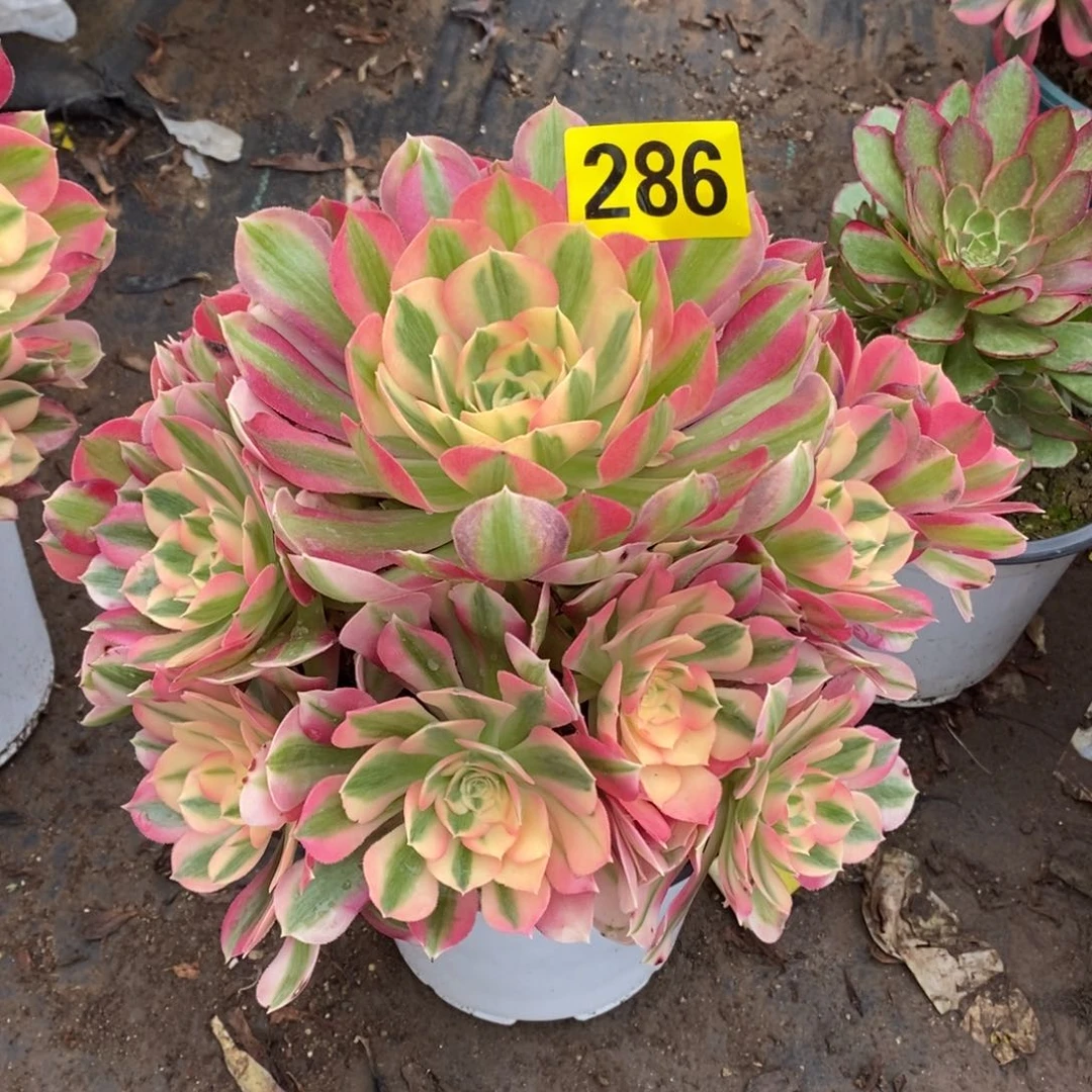 粉女巫多肉法师286