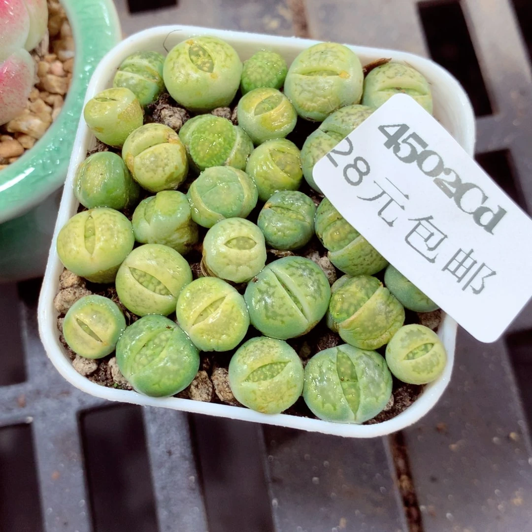 5厘米盆精控多肉4502