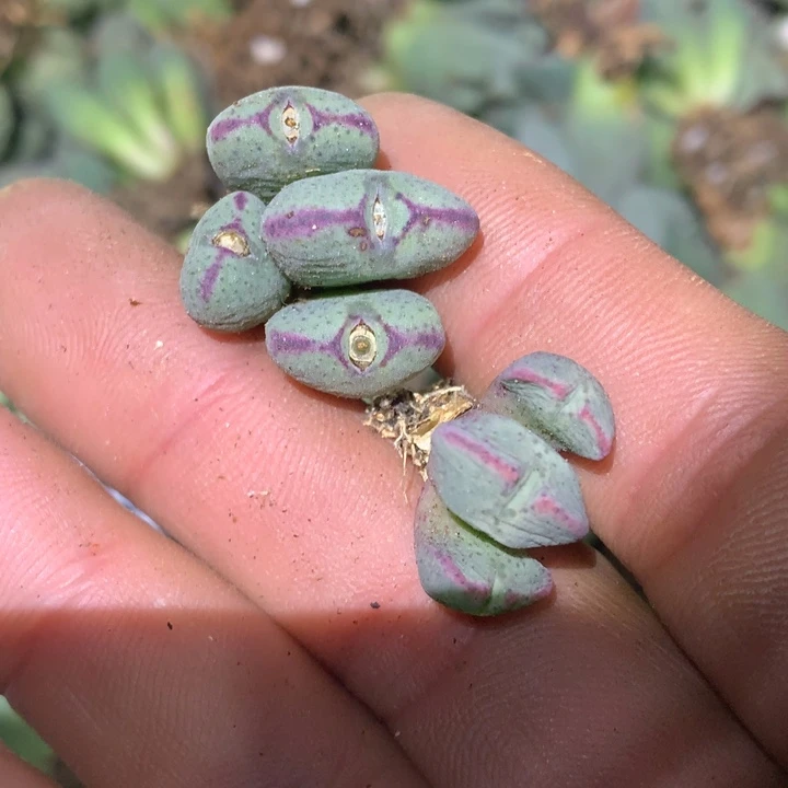 精品多肉植物大战僵尸先生