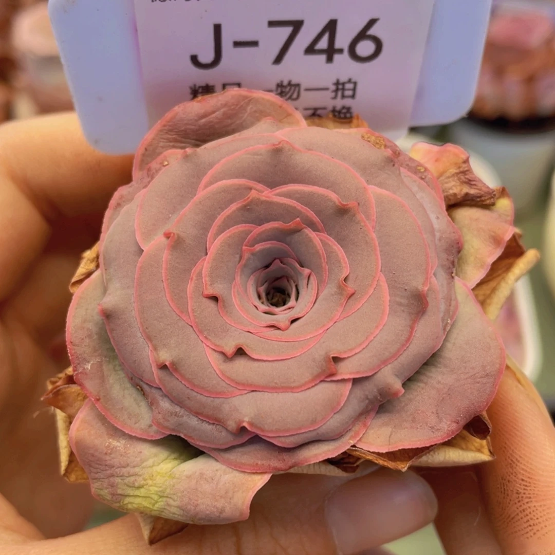 山地玫瑰J746满38包邮裸根发货