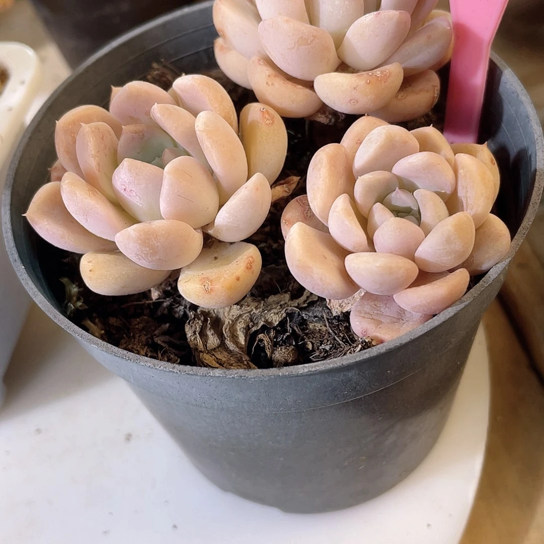 旋*?1014  云娇  六月六