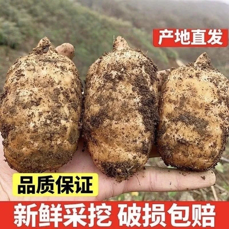 正宗天麻新鲜天麻小草坝天麻纯天然现挖现发冬麻湿麻高海拔仿野生