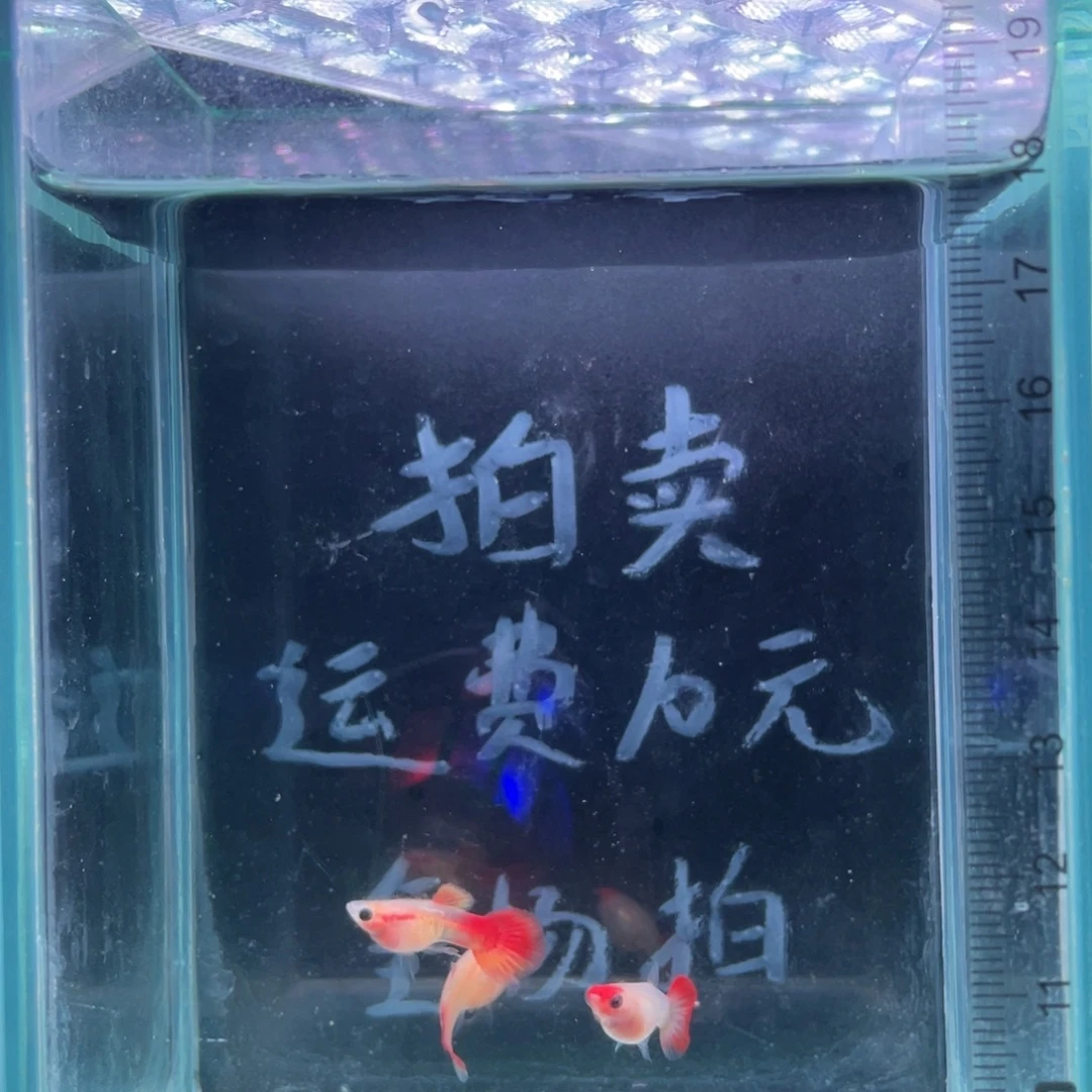 孔雀鱼琉璃红尾公鱼配红头玻璃猫母鱼