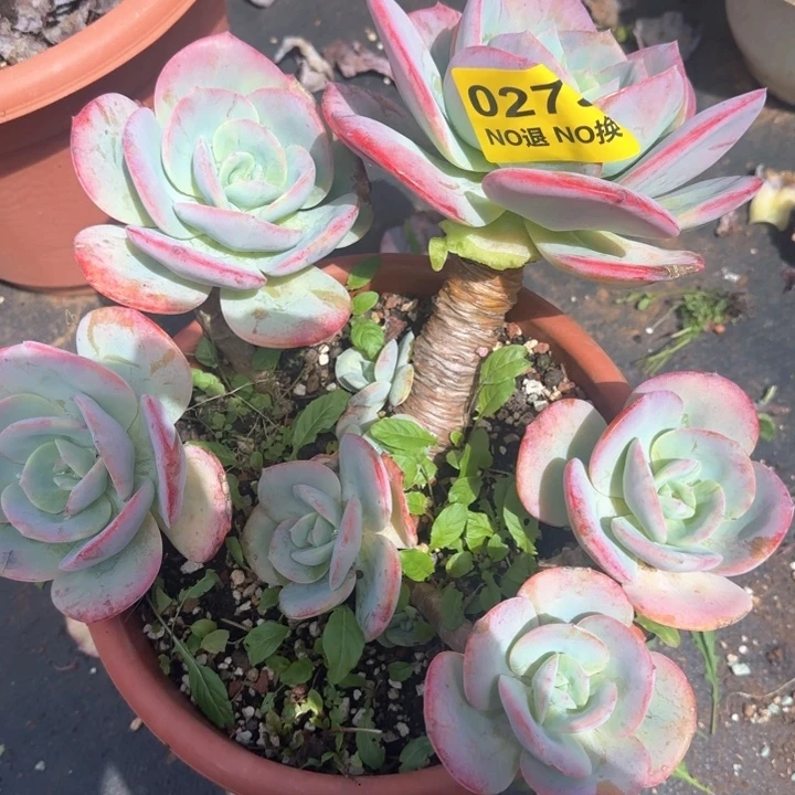 0273无砍老庄血凤群