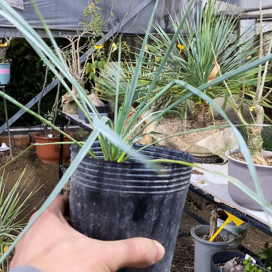 稻草人小苗高度15公分左右