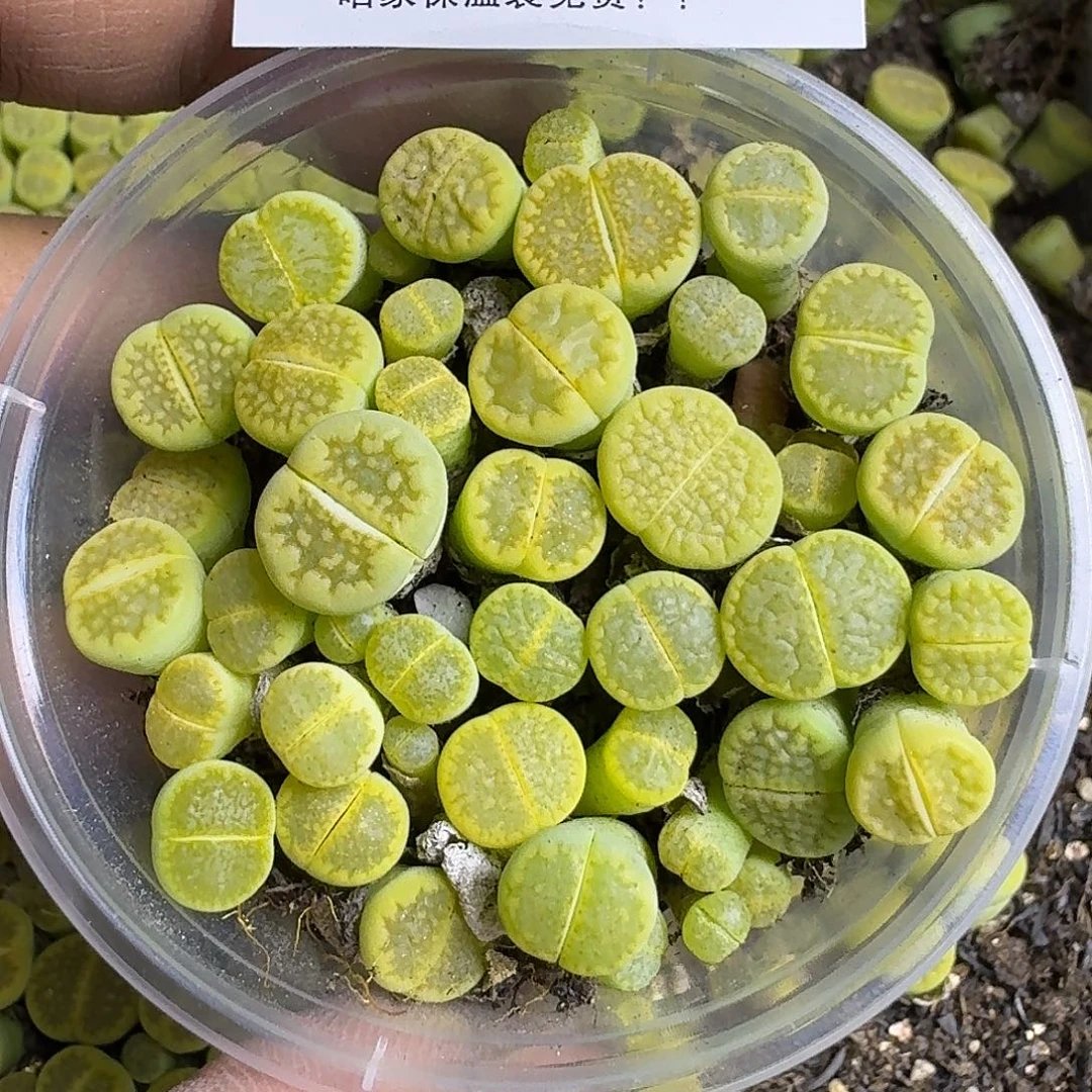 1442 哈哈哈哈哈哈哈哈