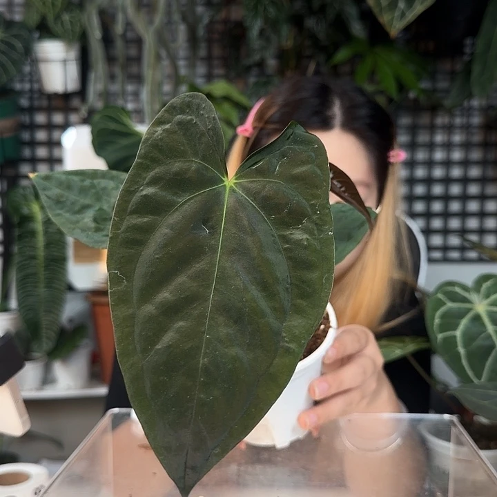 完全开放东部戴斯杂蝴蝶papi，O58