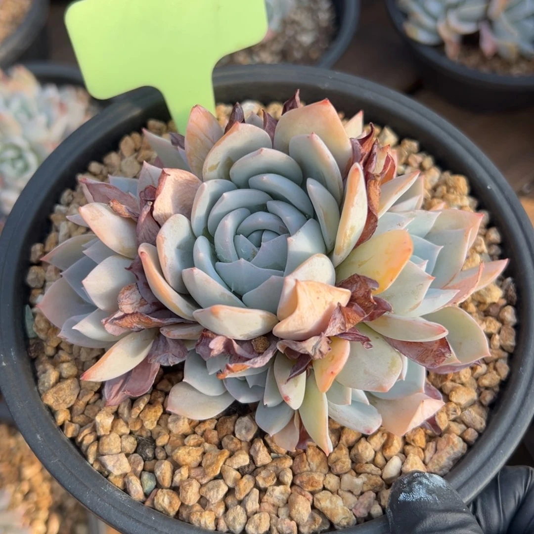 白茶手捧11111111111111