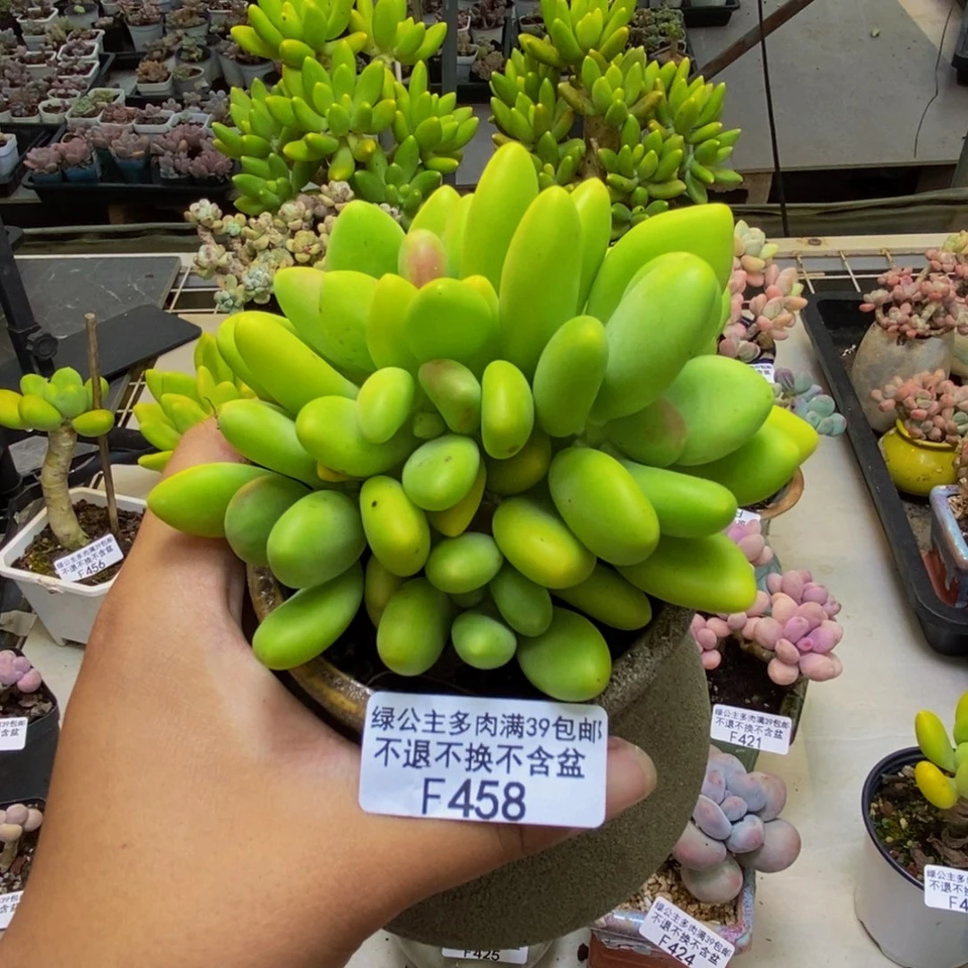 458金蟾芒果奶多肉9cm