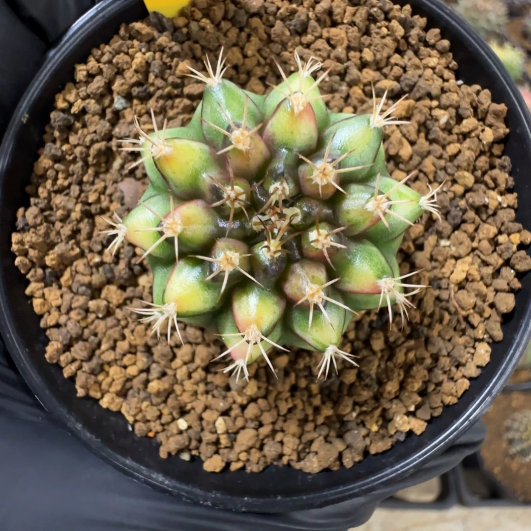 331号泰系名品侧芽拿玻璃艺术