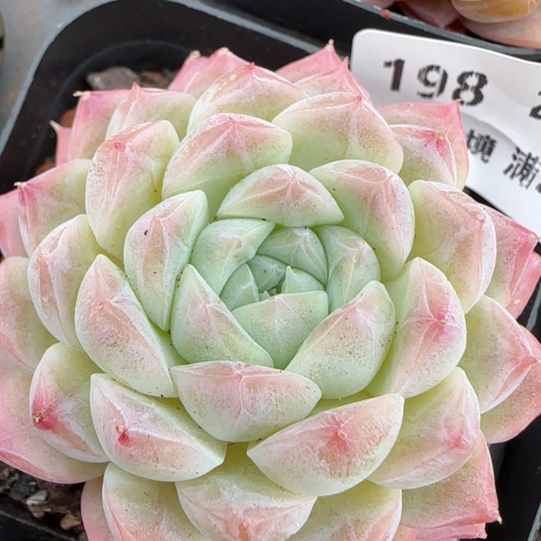 花语逸境0209-198