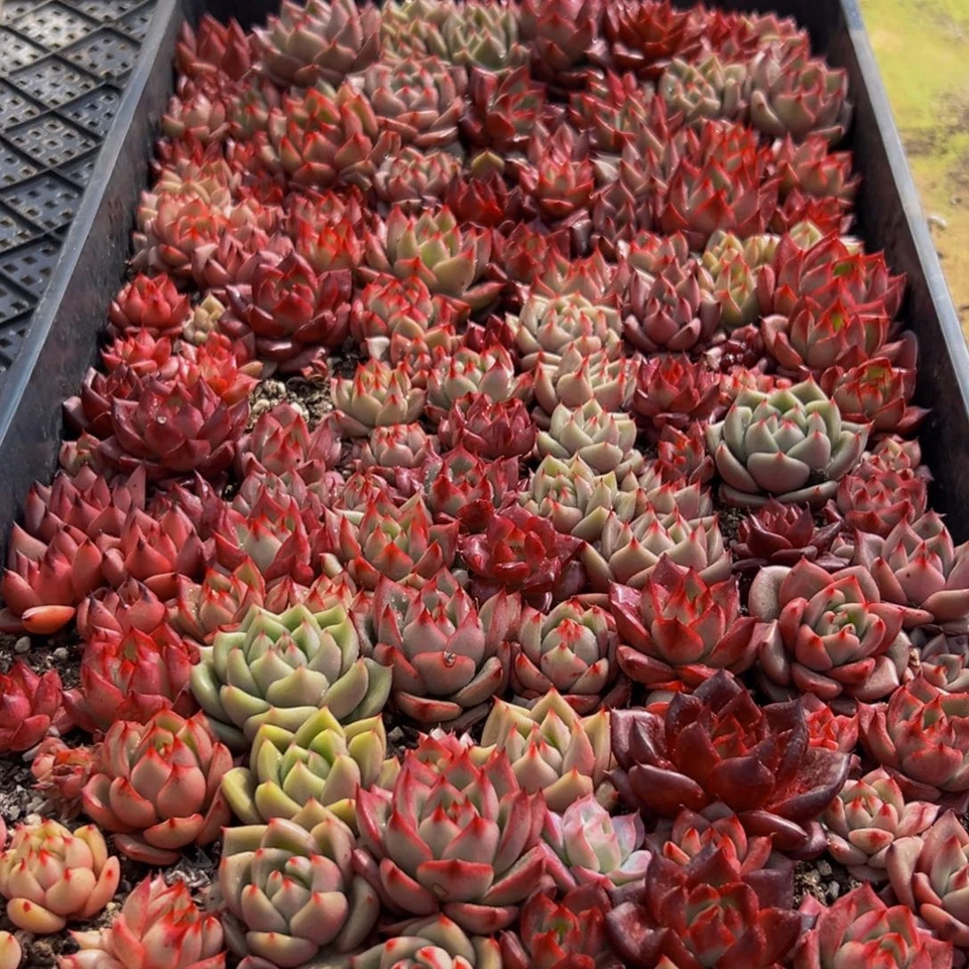 008的第多肉植物多肉