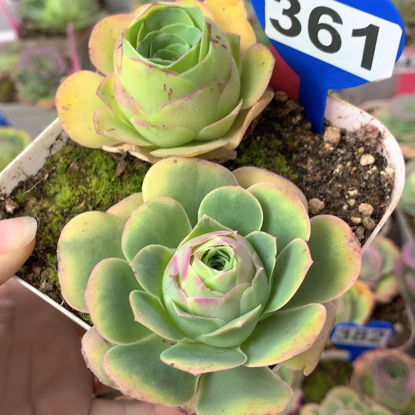 【闪购商品】yjj361