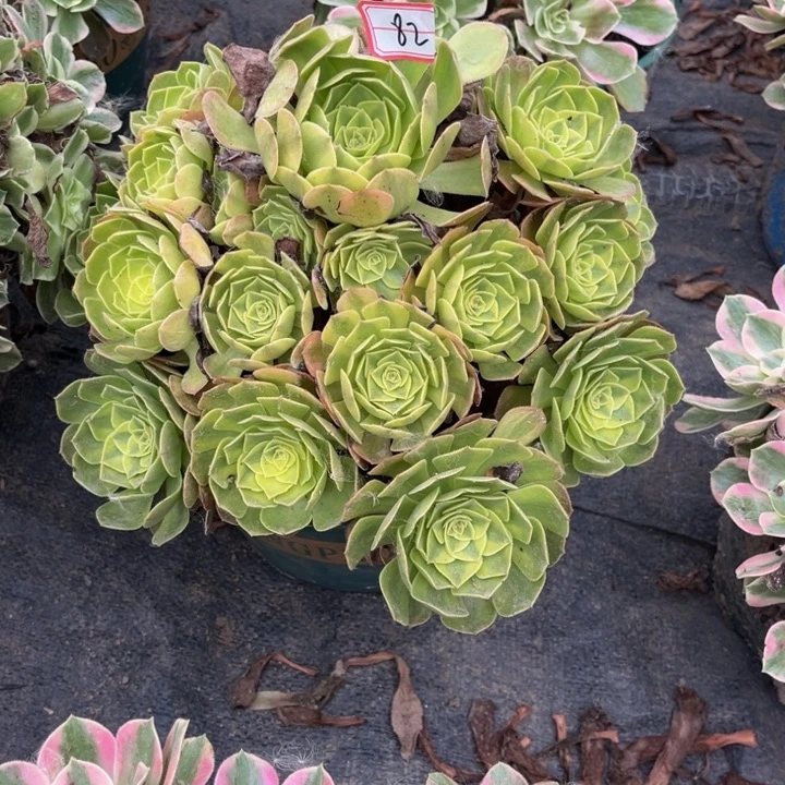 屁***猪82多肉植物法师老庄