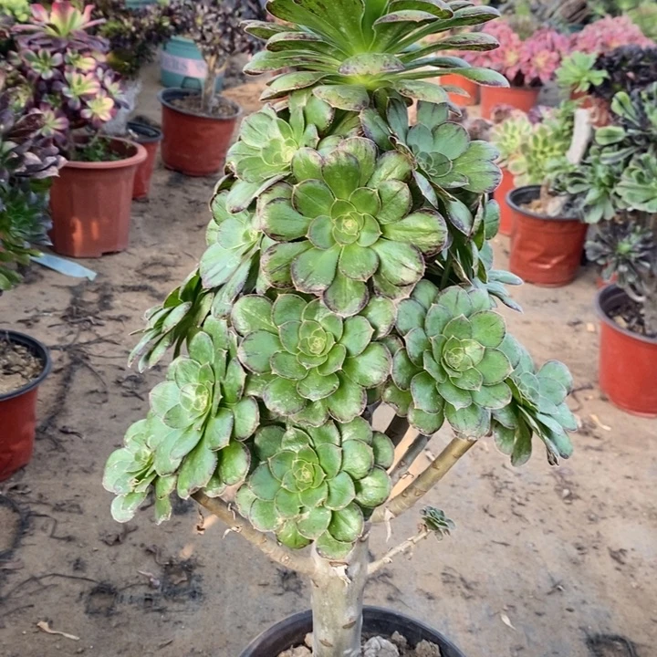 ｖ锦8多肉植物法师法师