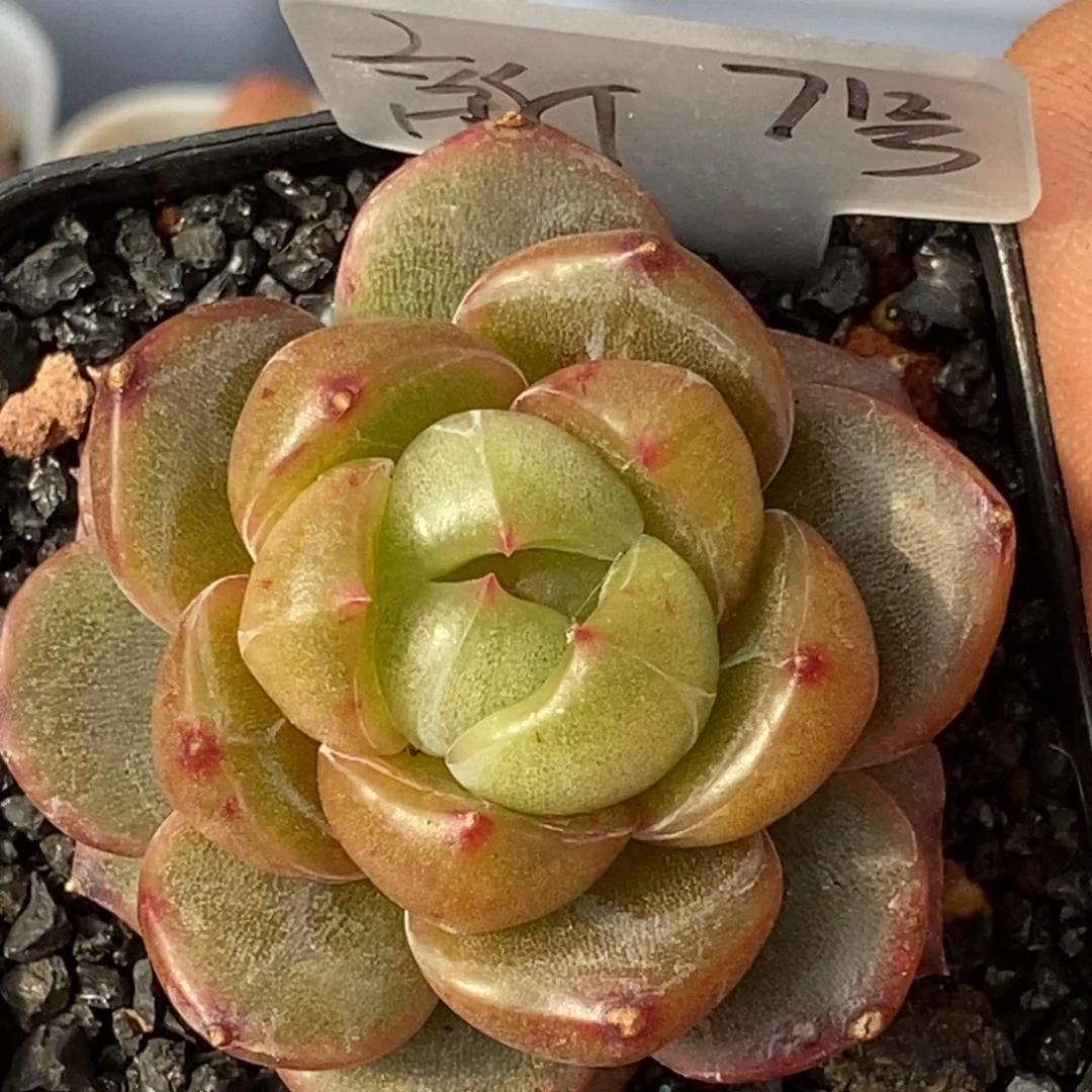 天官赐福百无禁忌