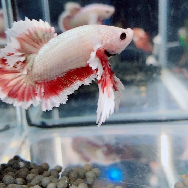 批***呀斗鱼蓝64号绣球jj