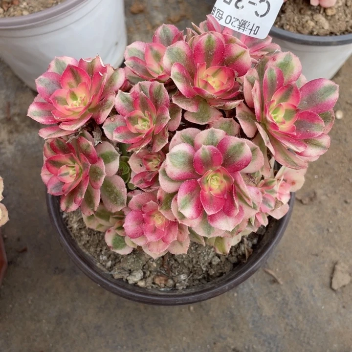 359倾城朵朵123456789