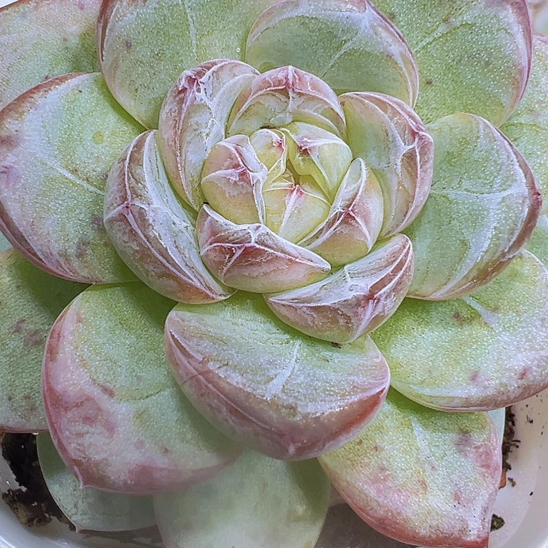 大星星珍妮19包邮多肉植物