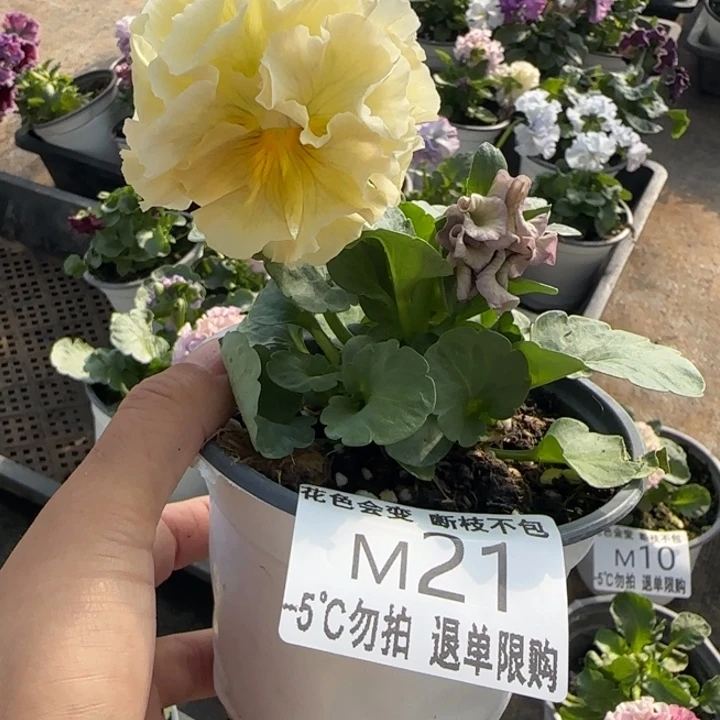 宜***号无花朵M021角堇小苗一物一拍默认苗晃