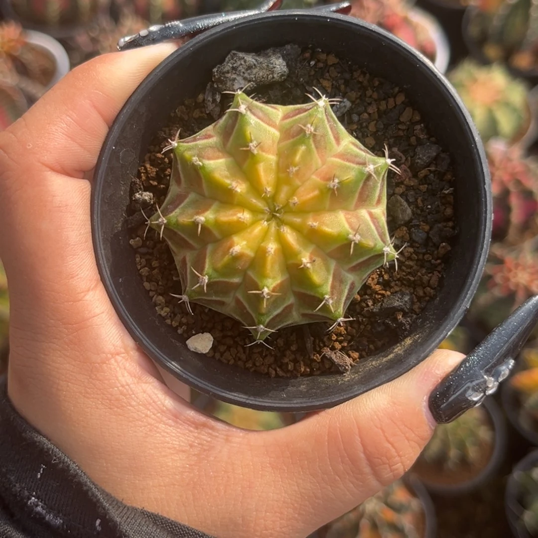泰系肋骨轮回 带盆土发货