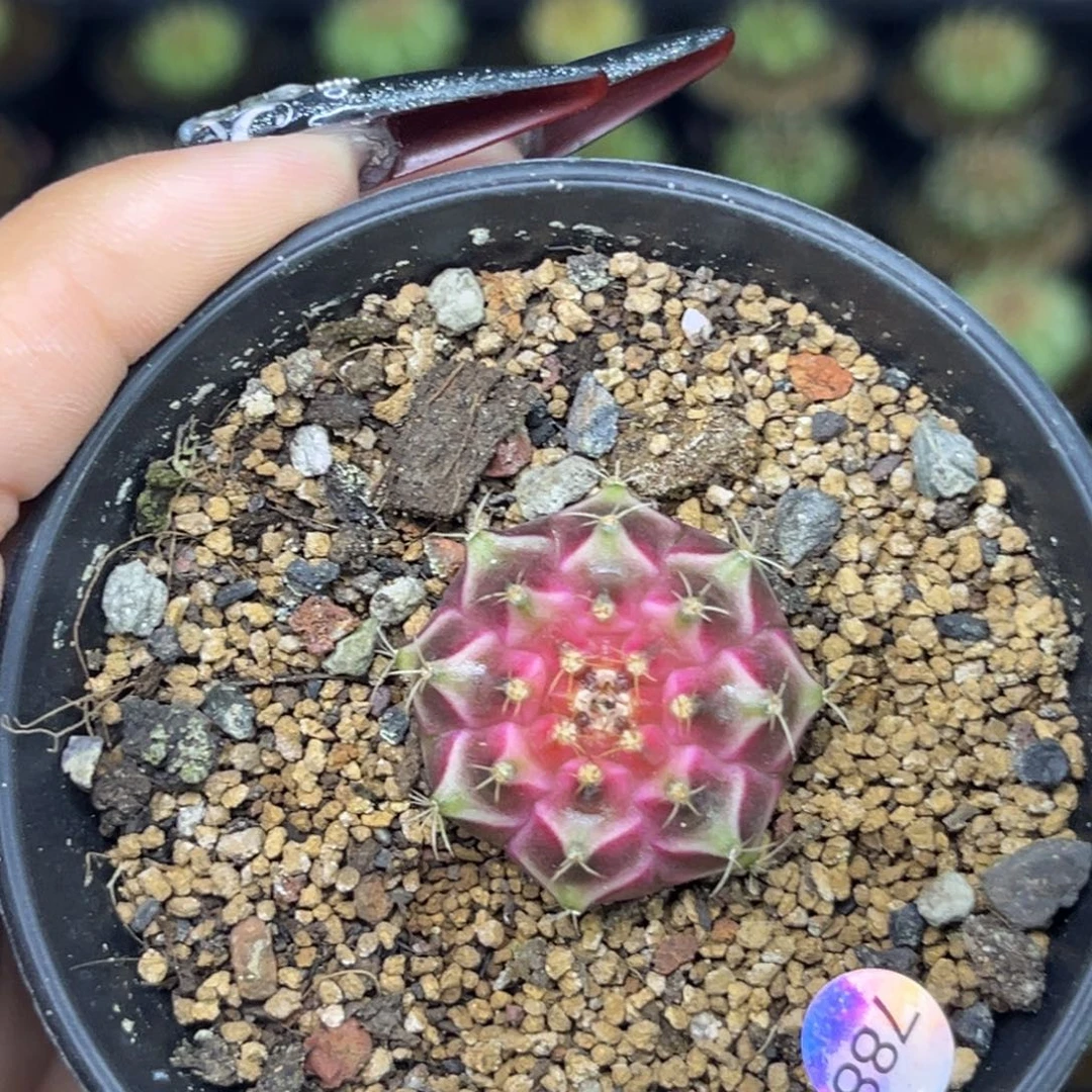 788 梦想轮回 带盆土发货