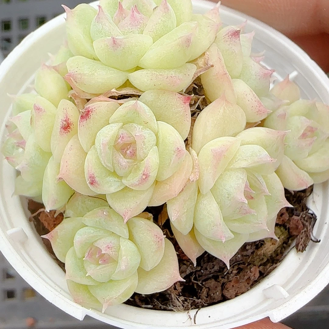 1030-72（m1-40-2）优选