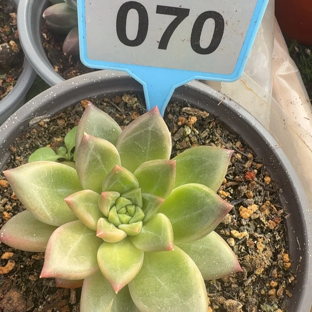 多肉植物漂亮单头070