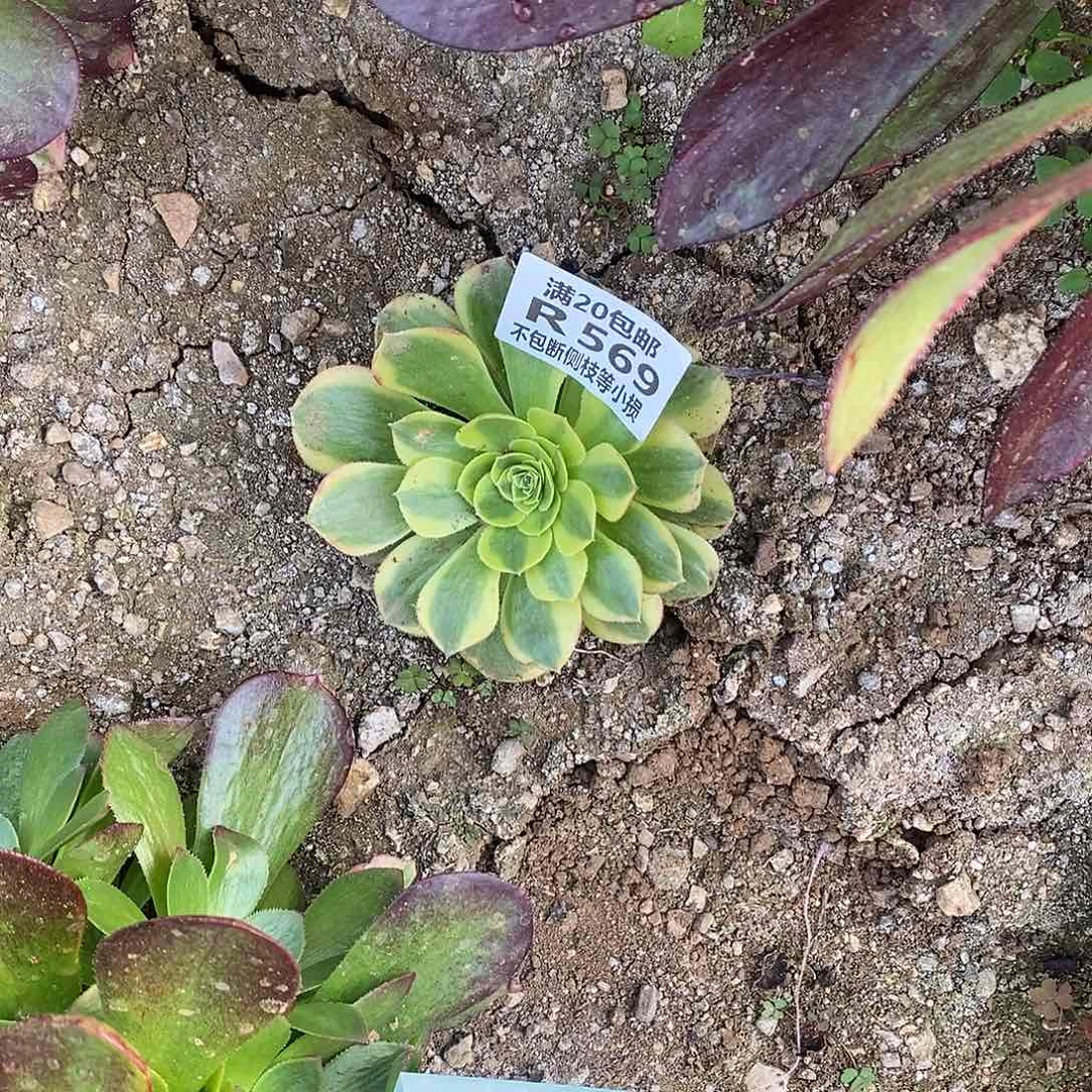 @*心569奶白锦多肉法师锦