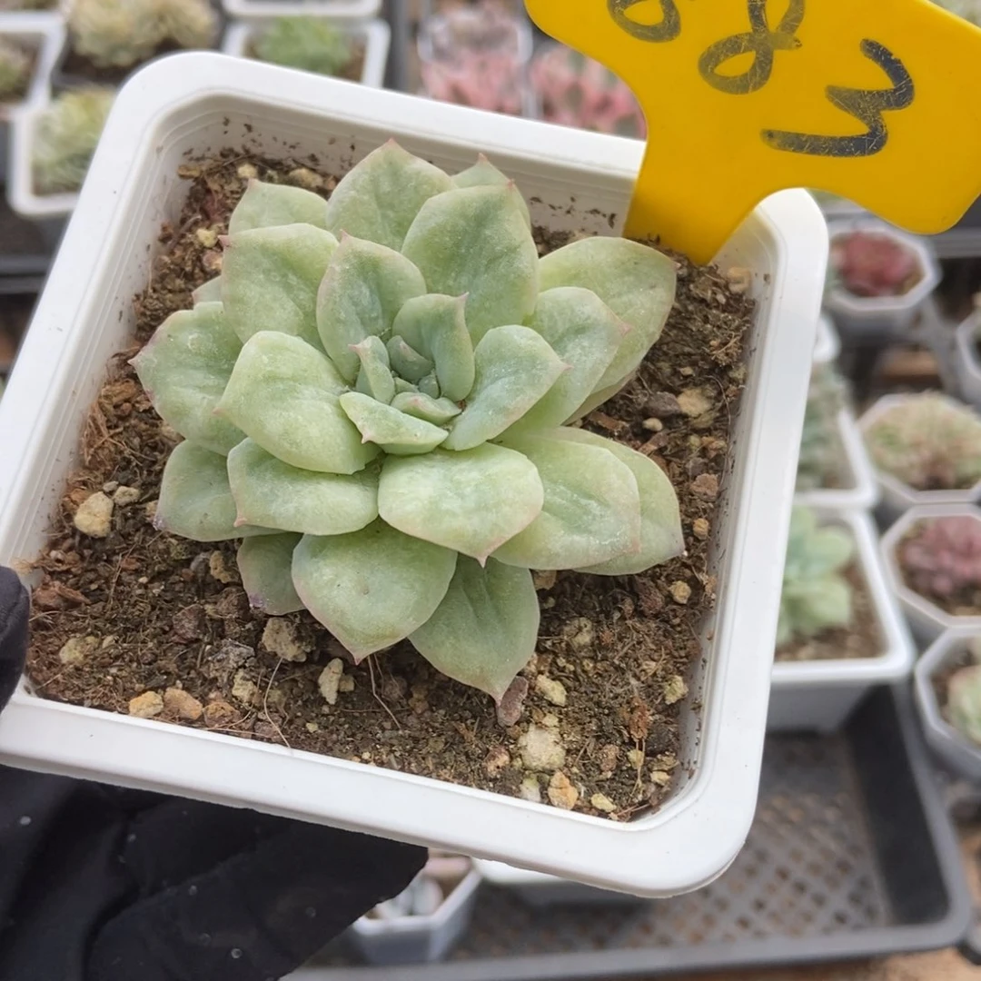 883泡泡纱多肉植物保护