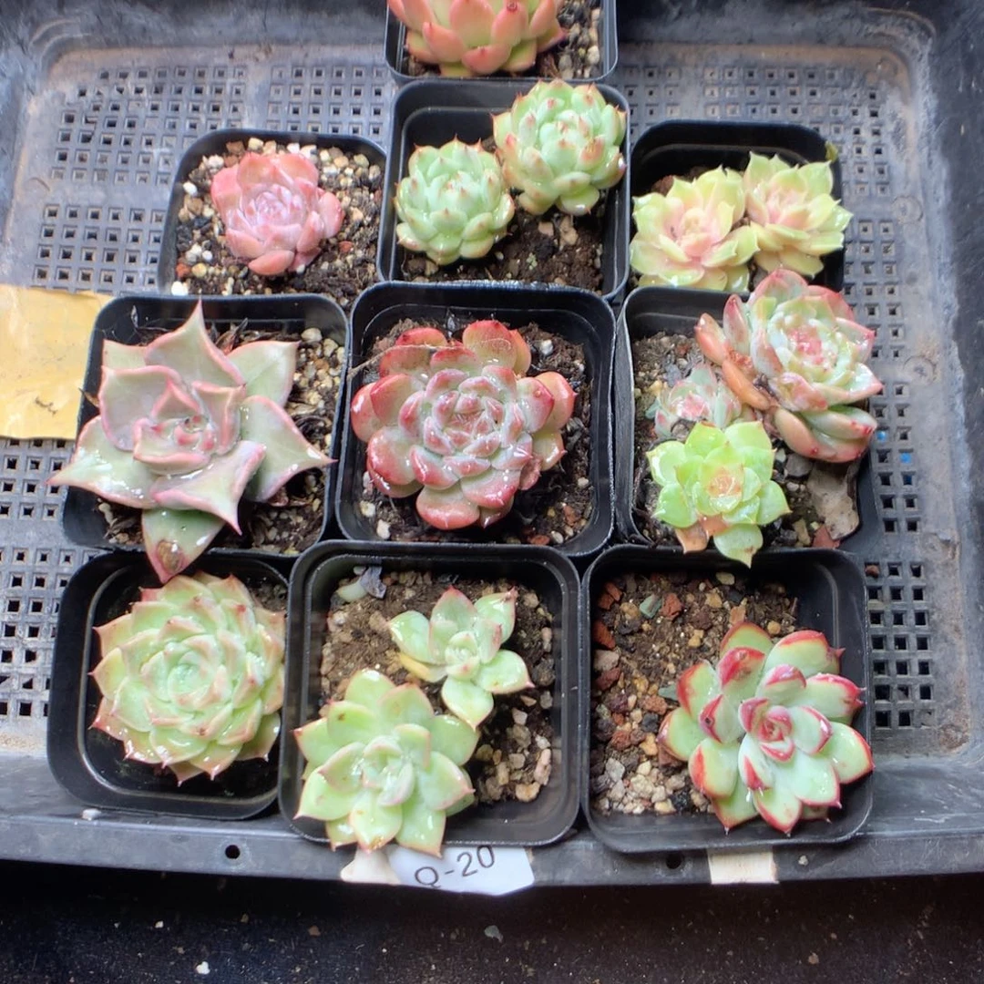 无花朵Q20英语英语英语英语英语