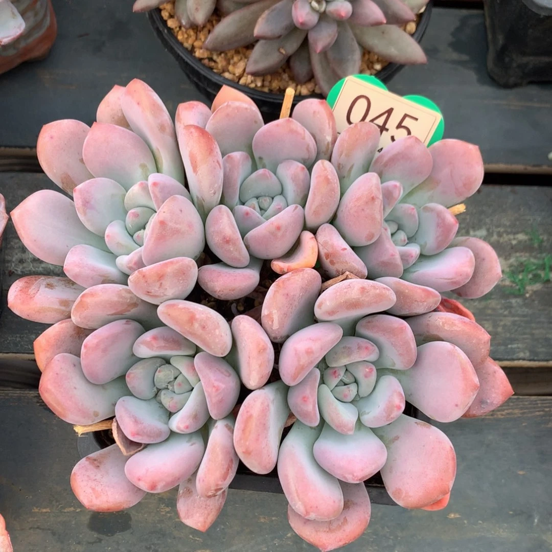 丸叶奥普无砍开播福利045
