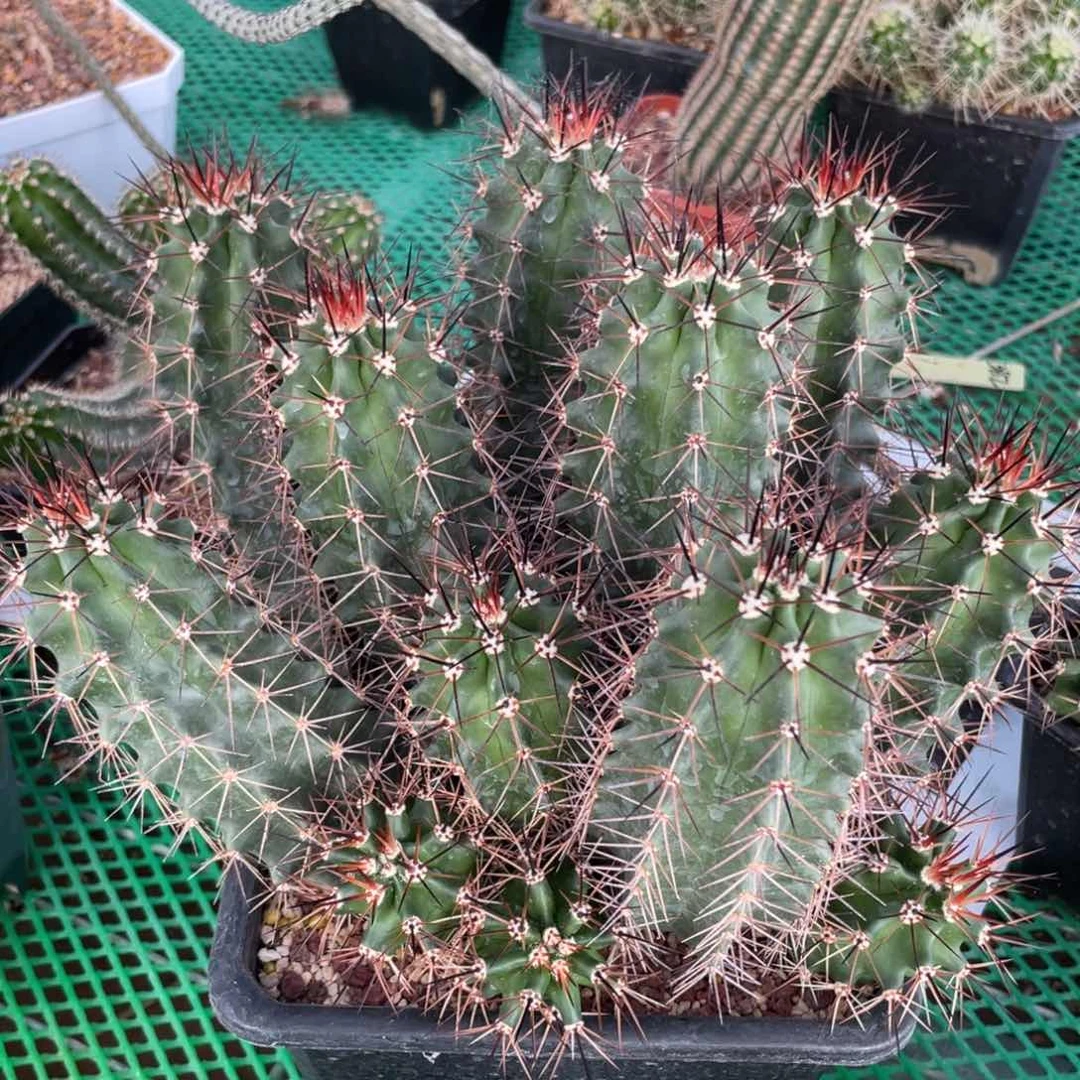 鹿角柱实生仙人球绯虾