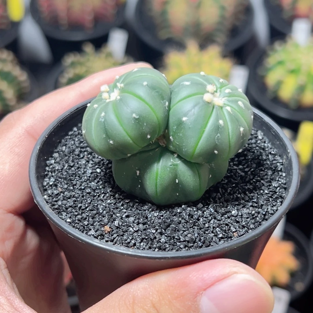 海星兜上球——脱土发货