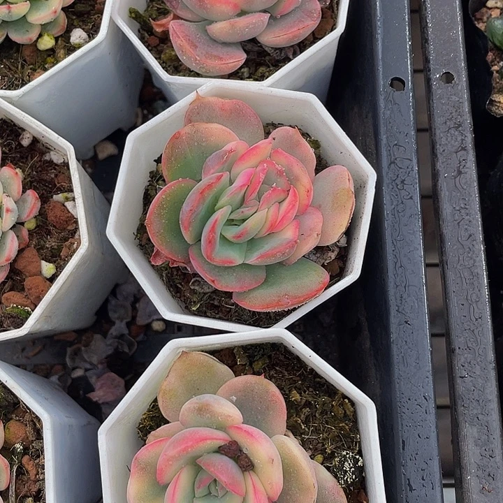 绮罗仙子锦带盆衣服